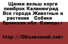 Щенки вельш корги пемброк Калининград - Все города Животные и растения » Собаки   . Брянская обл.,Клинцы г.